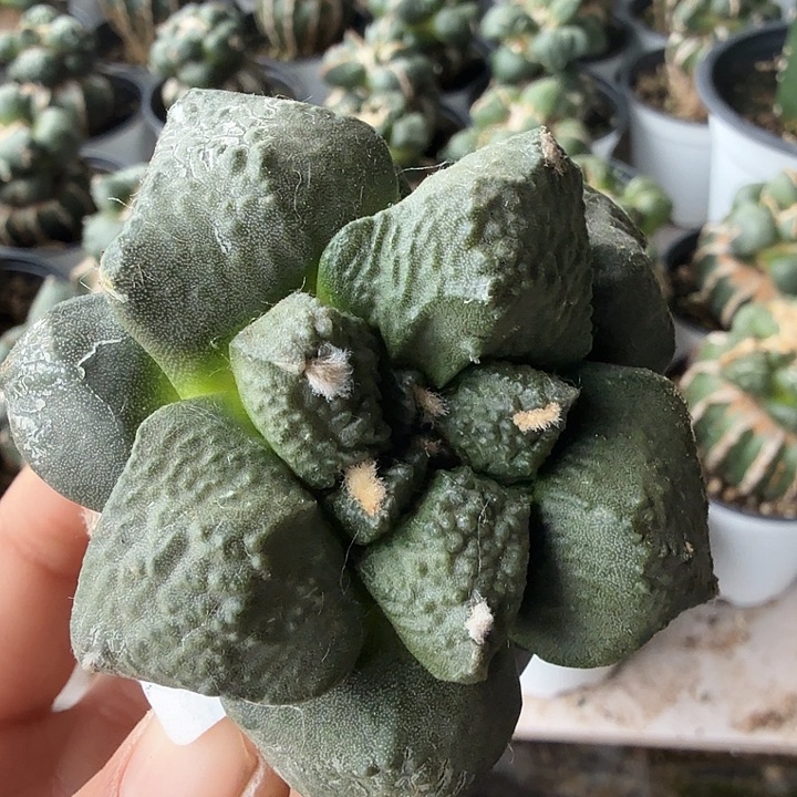 无花朵128哥怒牡丹