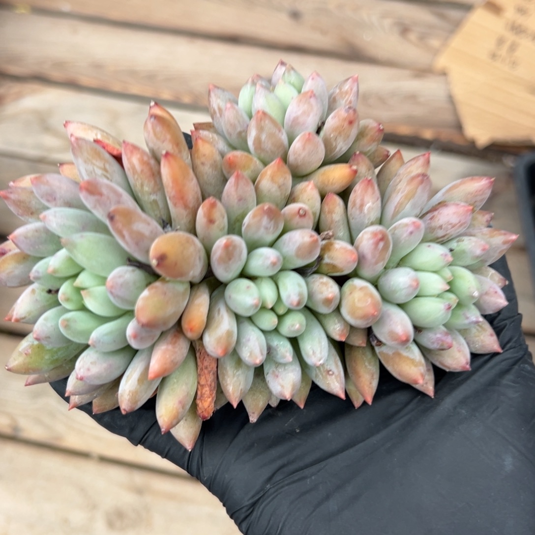 所罗门特价111111111111