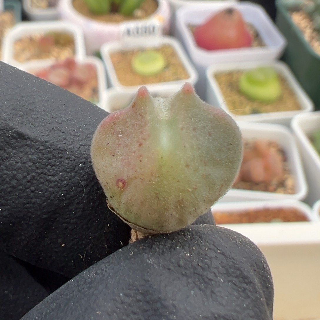 564矮版空蝉苗。         