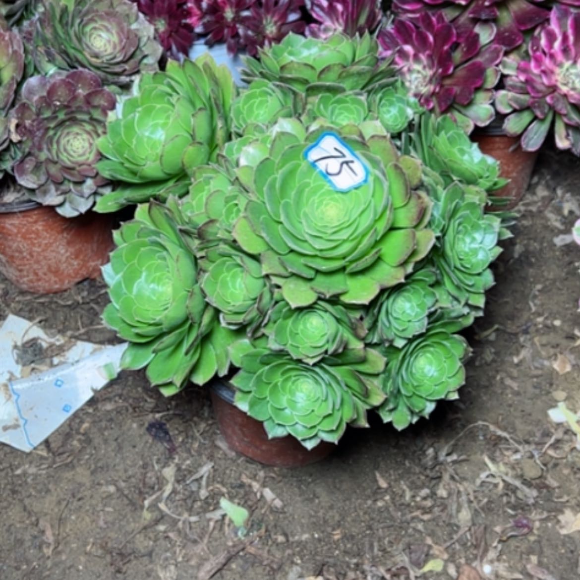 【闪购商品】多肉植物万圣夜75