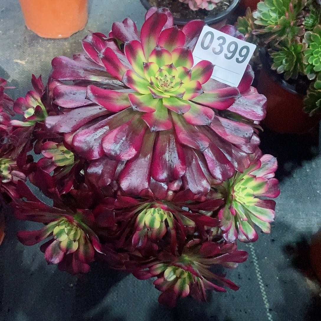 红陶0399美肌3多肉