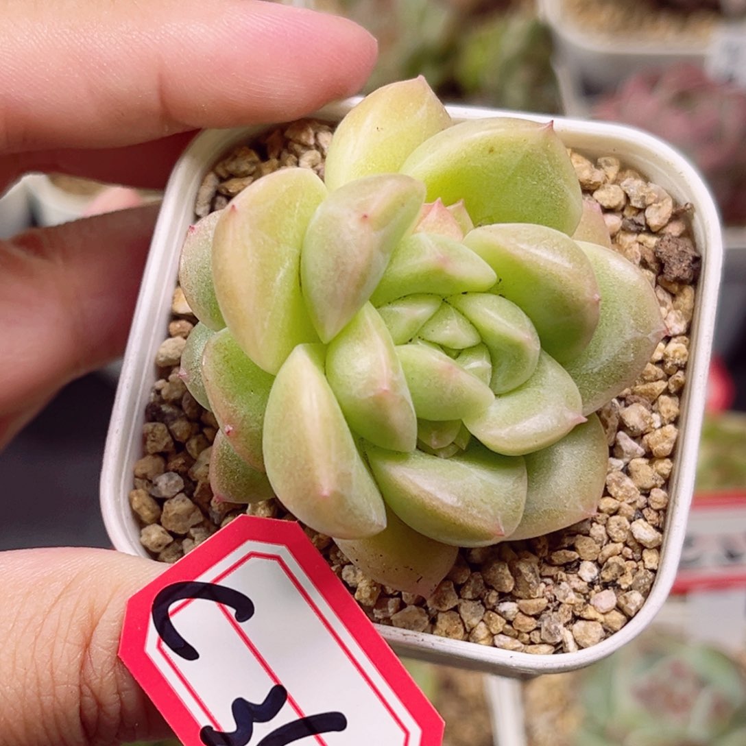 C36 一物一拍 珍妮放漏18包邮