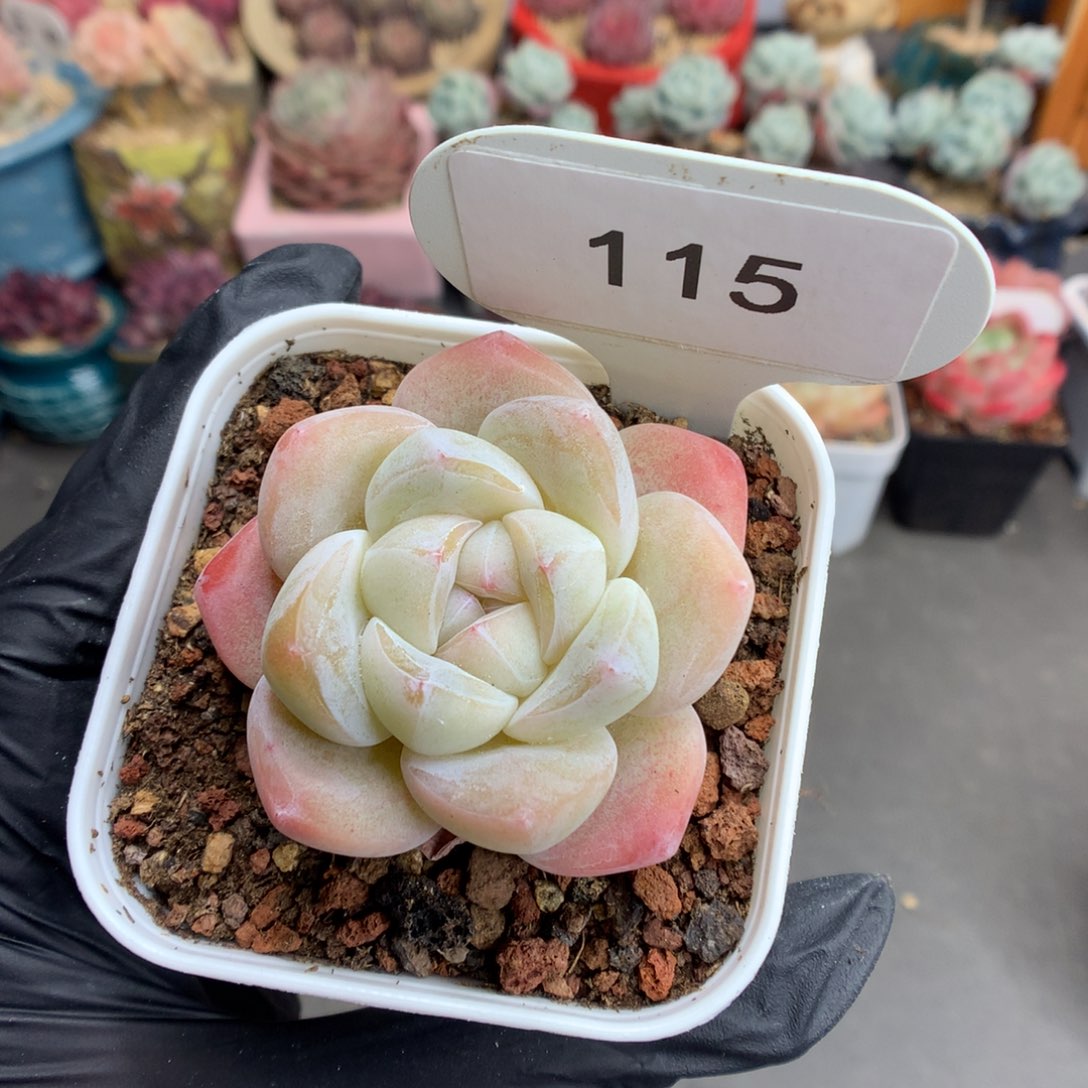 115 粉透心冰玉多肉