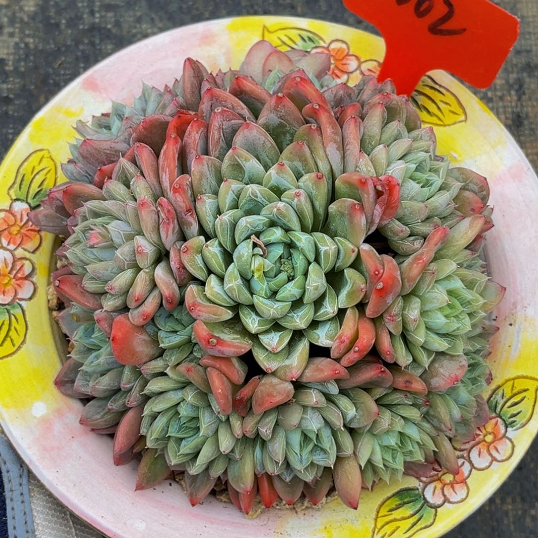 3002号上午多肉植物群生多肉植物