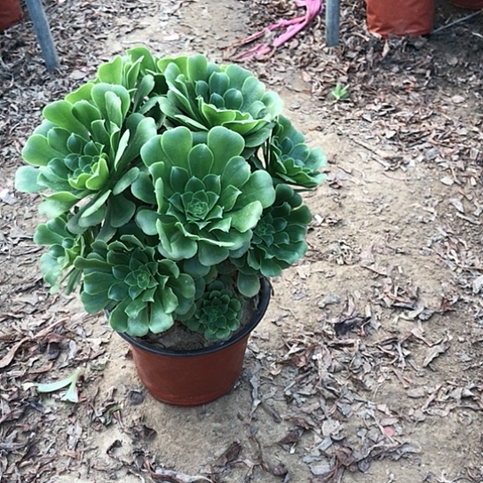 岁***歌绿玫瑰法师000013