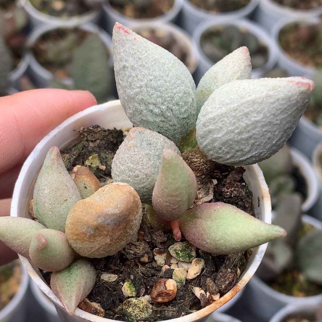 哈服水泡一物一拍