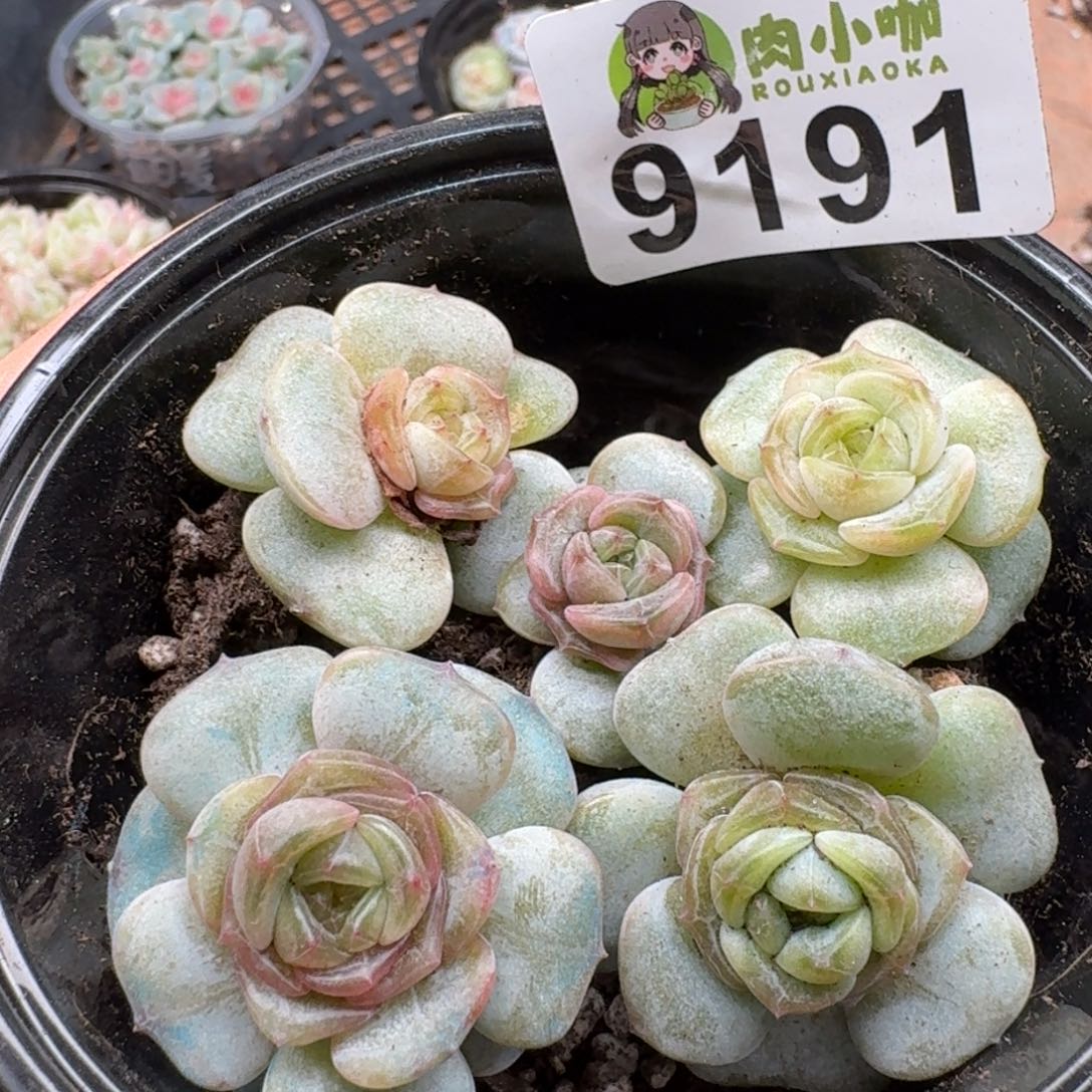 丁***霞多肉植物多肉植物
