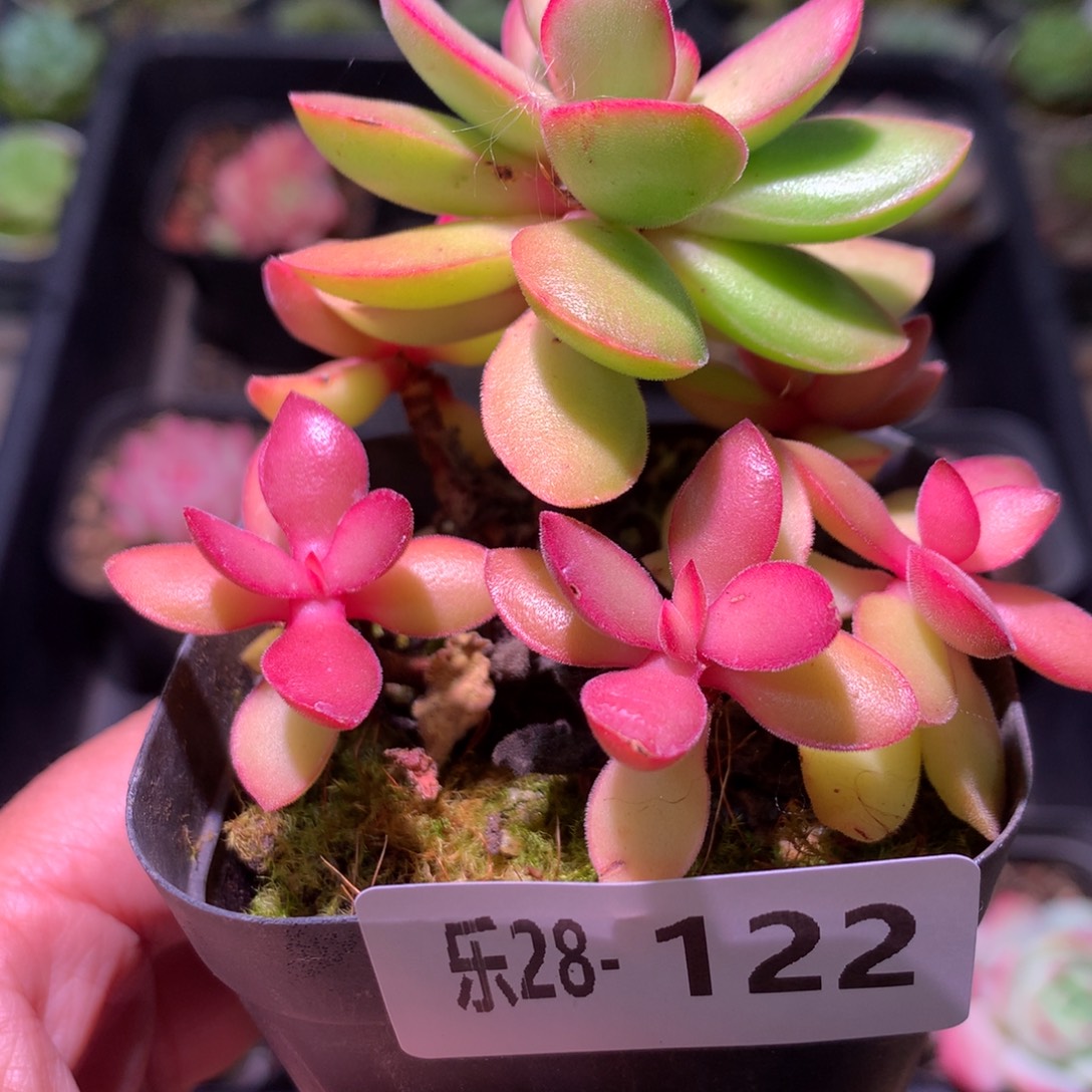 乐然28-122 糖果锦 