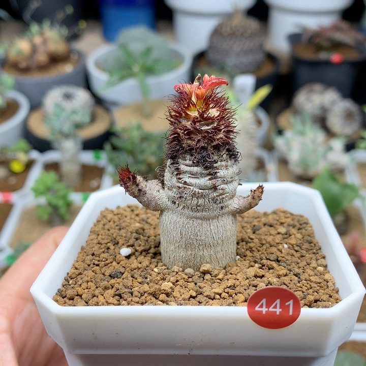 象鼻大戟多肉带盆