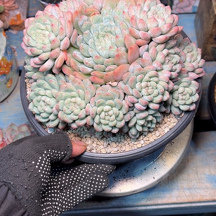 多肉植物一物一拍