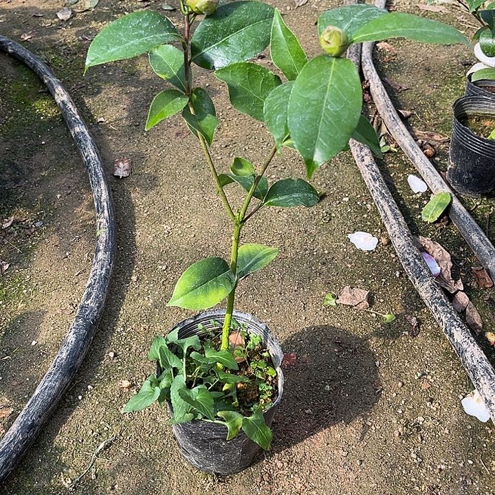 大部分花苞少量开放龙火珠