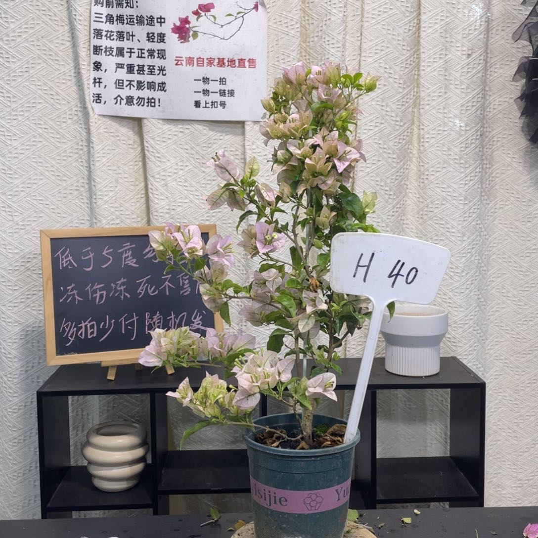 大量花朵（建议范围：8朵-15朵 或40%以上）丽娜H40