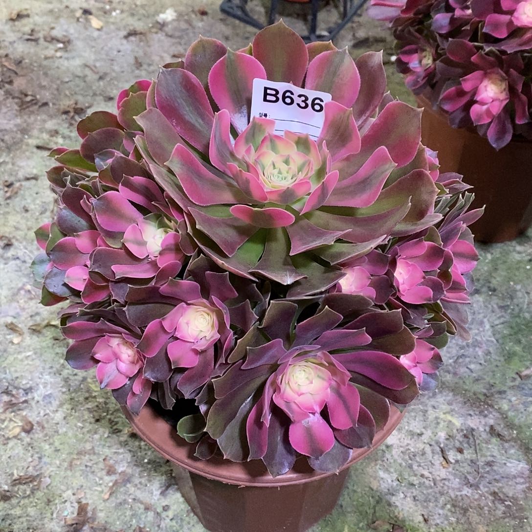 香妃多肉植物636