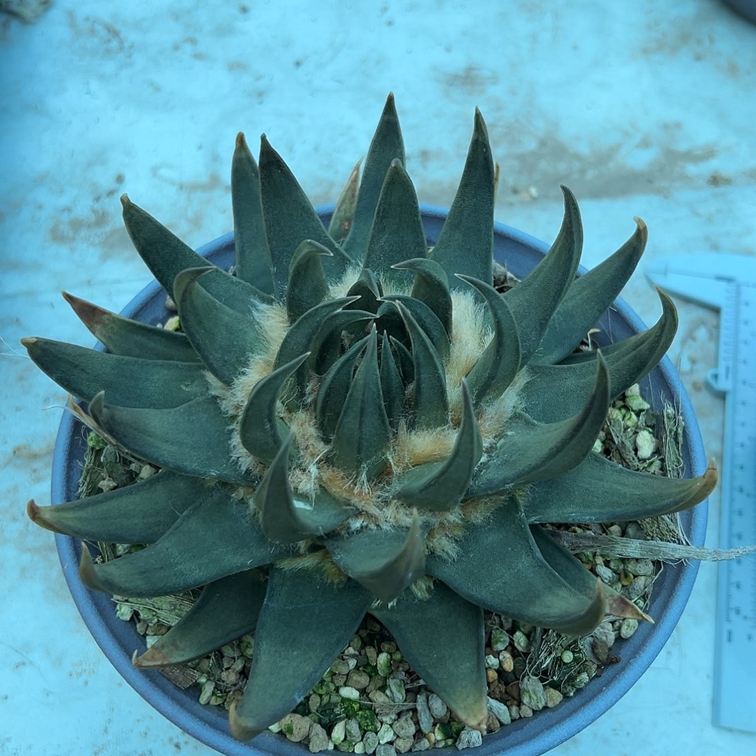 实生龙牙牡丹包包的