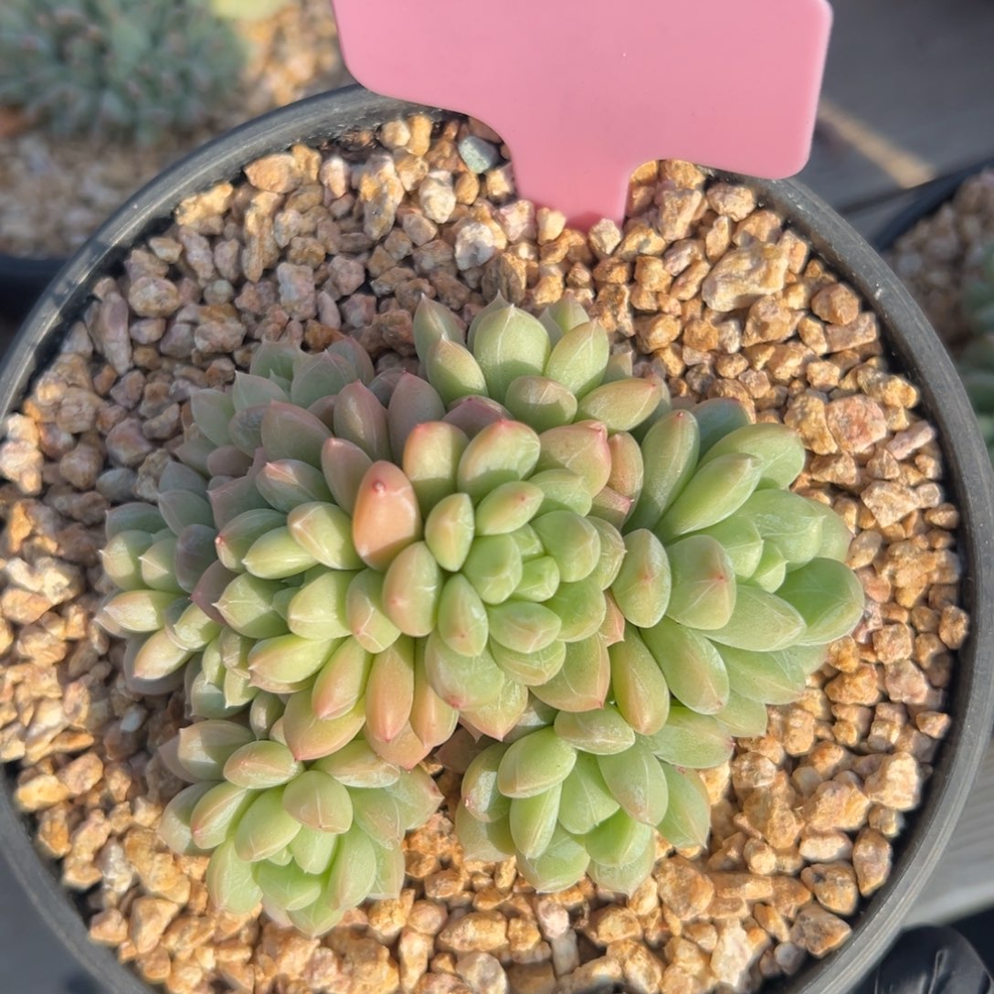 百达翡翠1111111111111