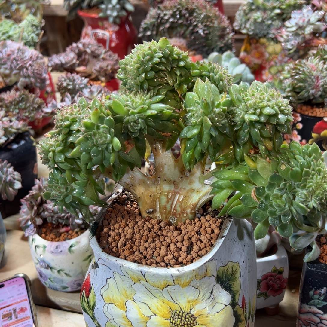 尹*娆补差价468 新年快乐 新年快乐