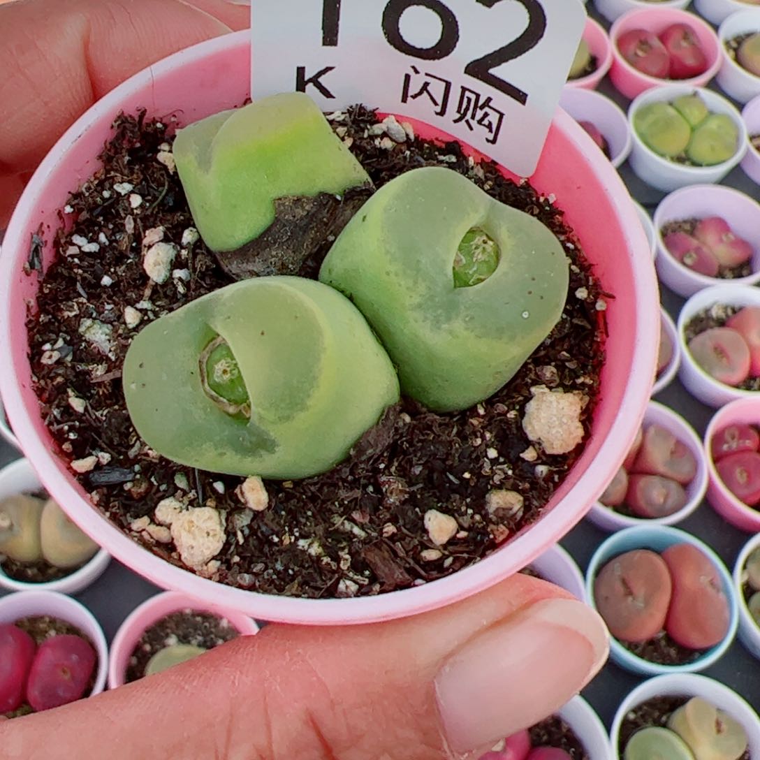 无花朵C****r我很喜欢这个K162