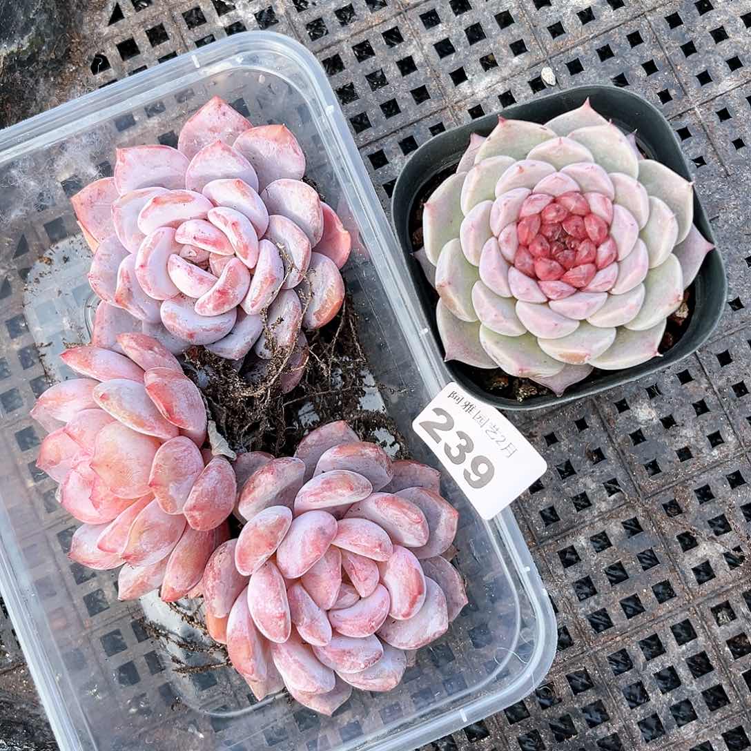 阿雅园艺。         239