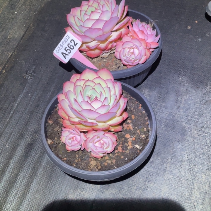 花***J牡丹亭两颗一物一拍