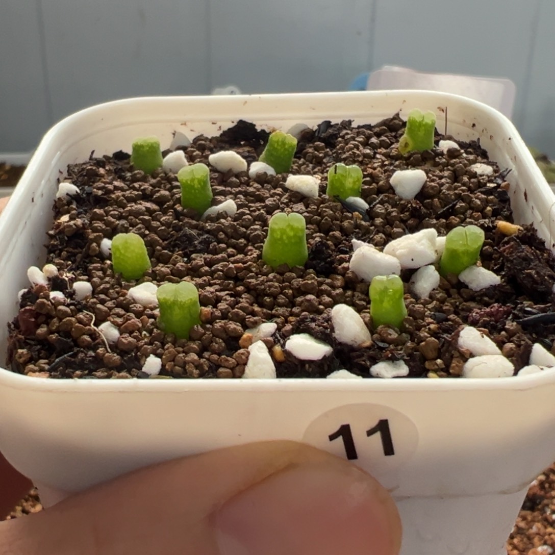 11号超级奶瓶福利。。。。。