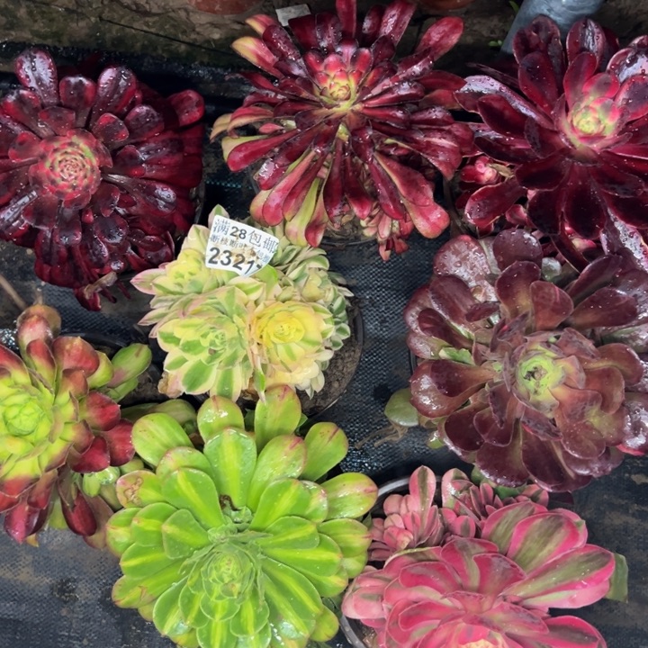 23217八棵不包损多肉植物