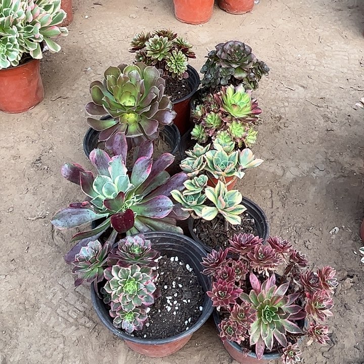 579多肉植物瑕疵特价，
