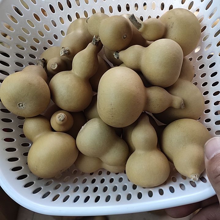 用***4天然葫芦，20个小葫芦没有龙头