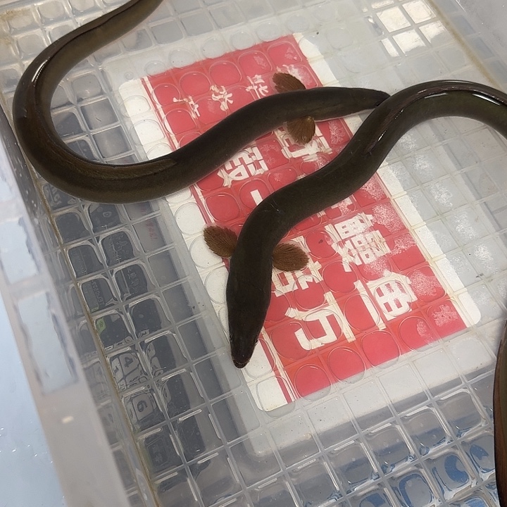 野生鳗鱼半斤左右一条、一斤重