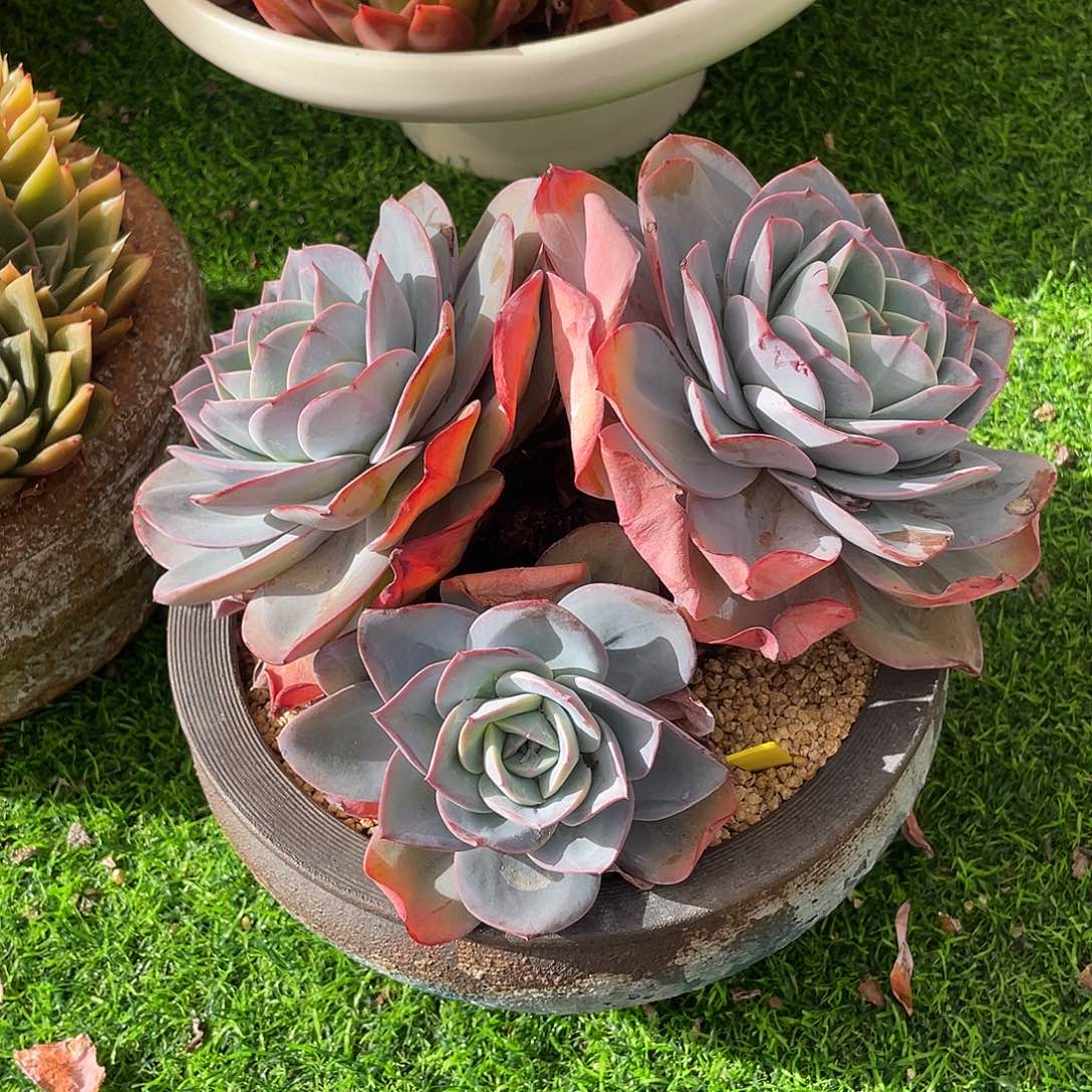 布鲁蓝群生多肉植物一物一拍