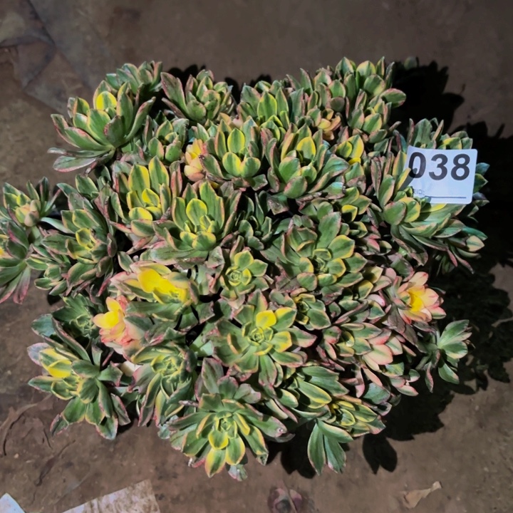 038甜茶多肉植物不售后