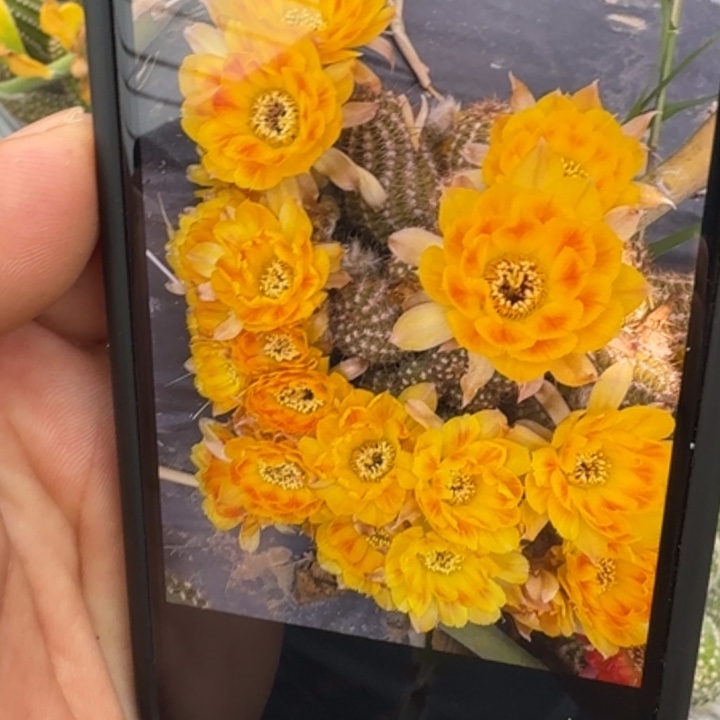 矮胖白檀699侧芽一个