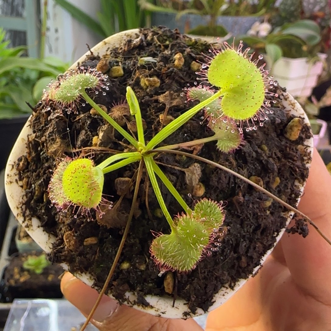 早***觉完全开放一物一拍茅膏菜