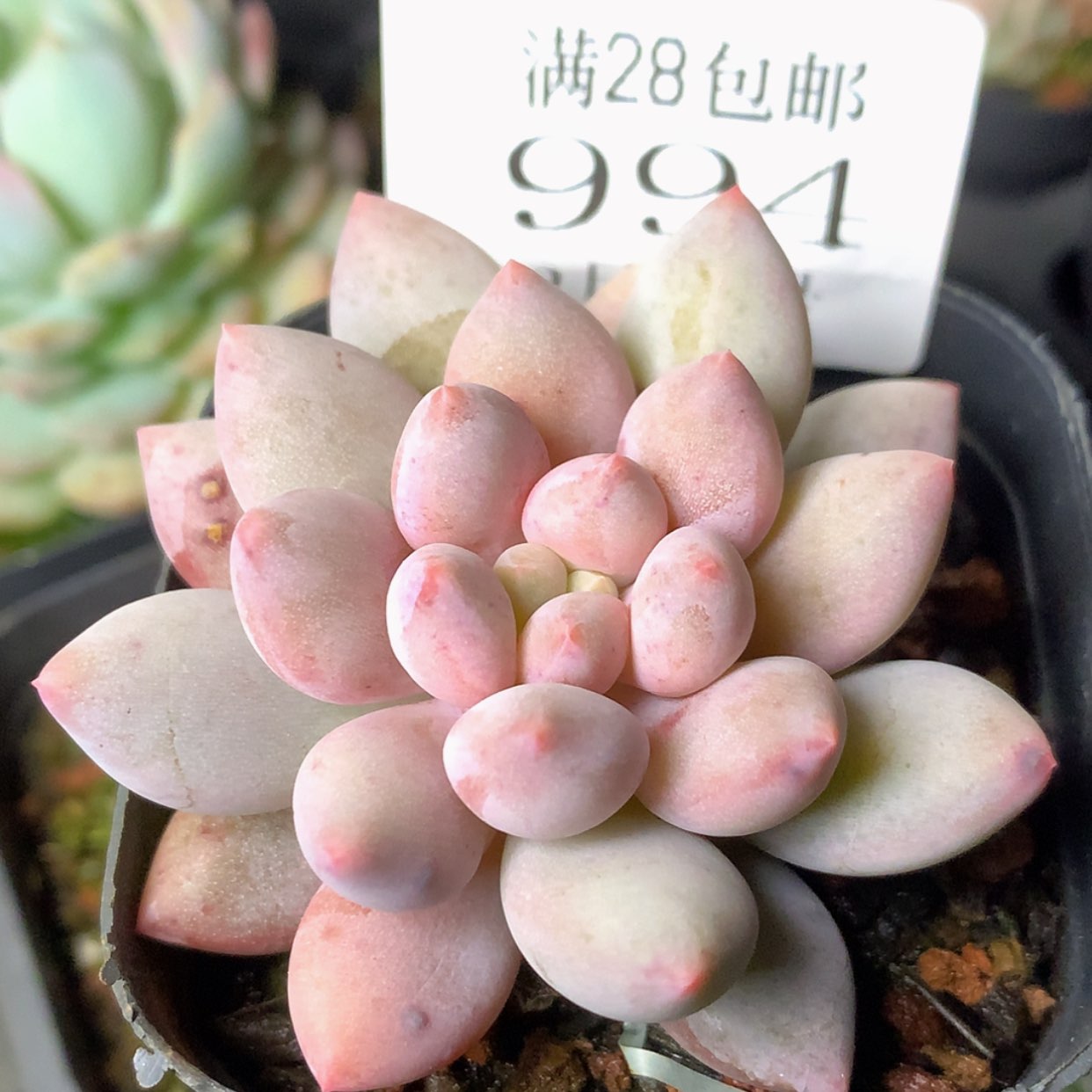 【闪购商品】云994