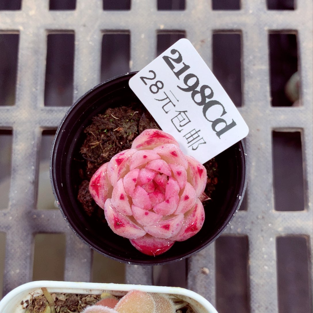 5厘米盆精控多肉2198