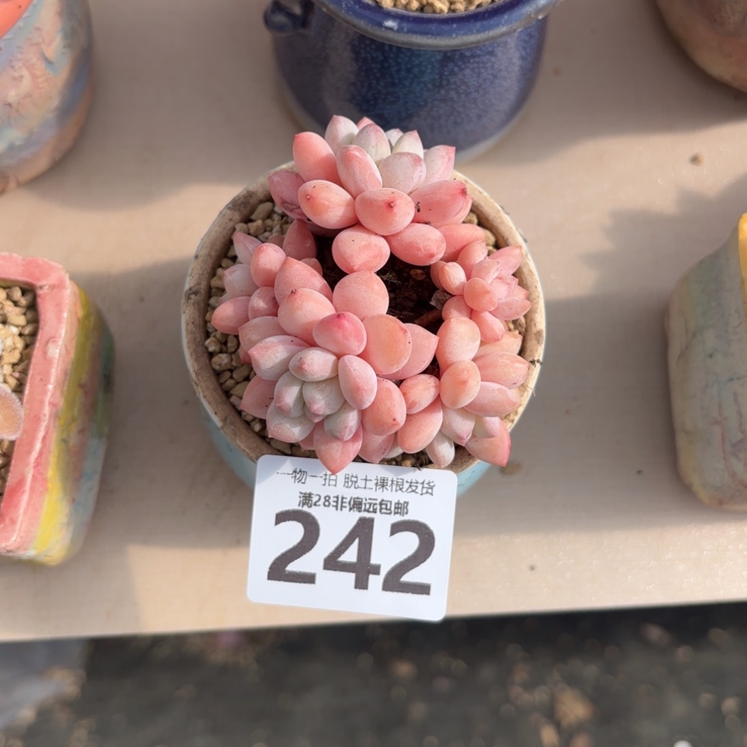 拉丝雨老桩无盆土发货