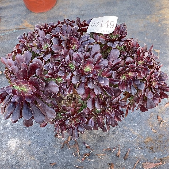 3149欧紫多肉朵朵缀化