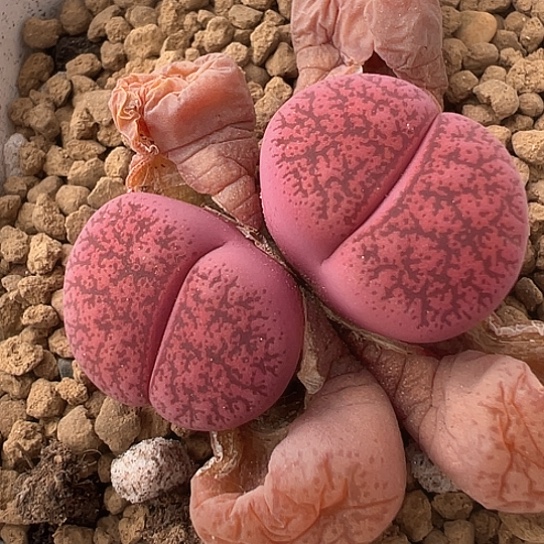 2378.酒红一步双头福利