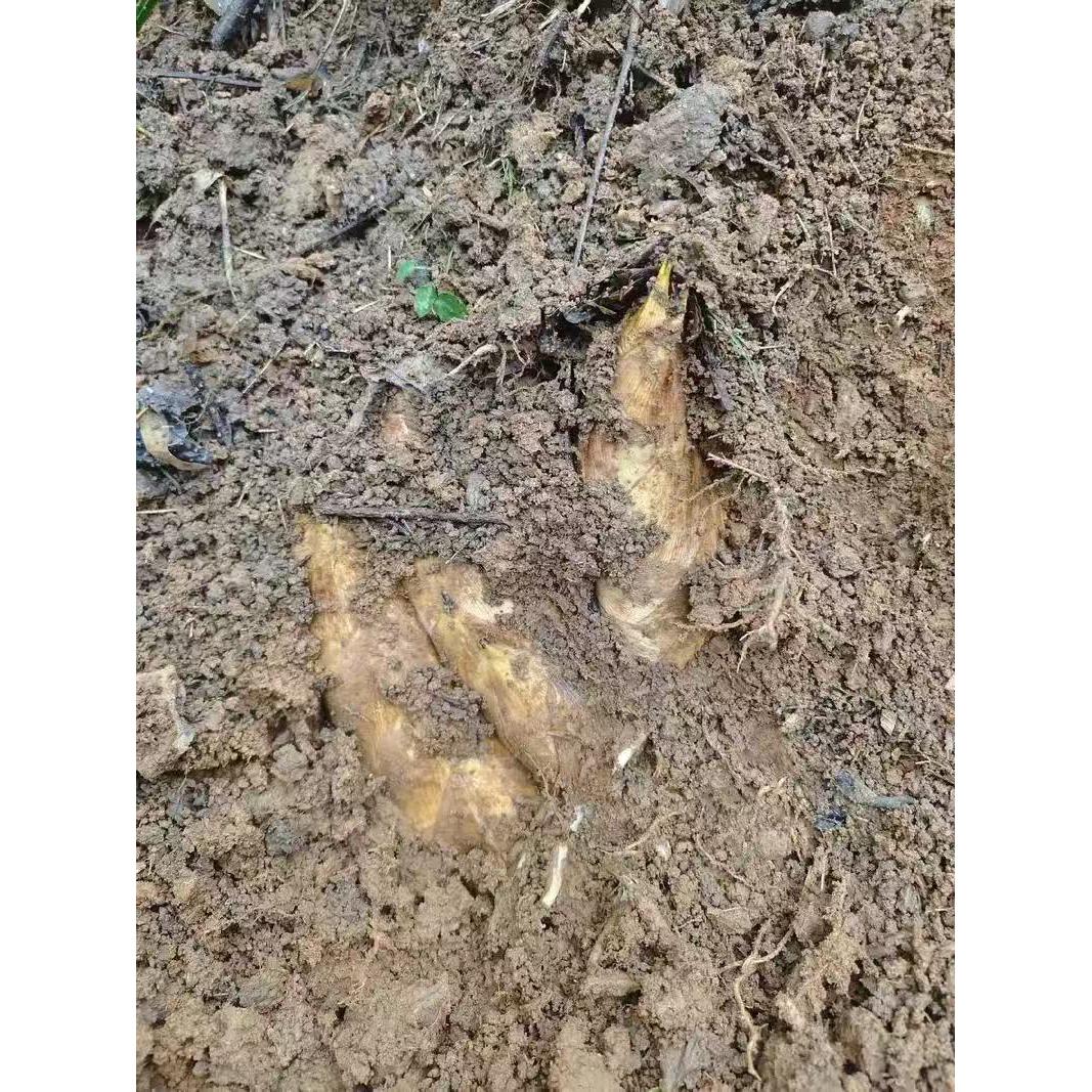 新鲜现挖花岩溪楠竹冬笋