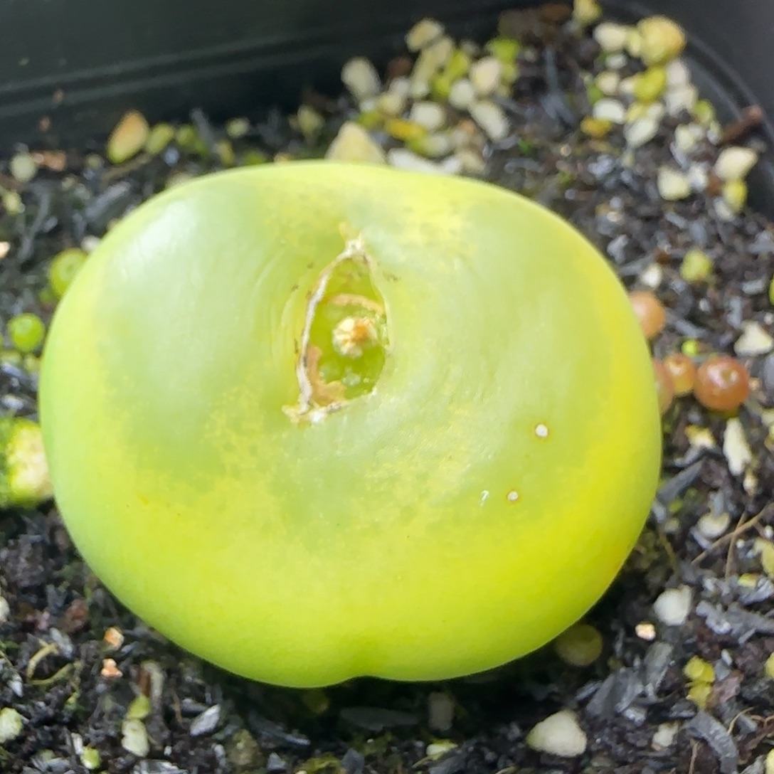 贴地飞多肉植物555