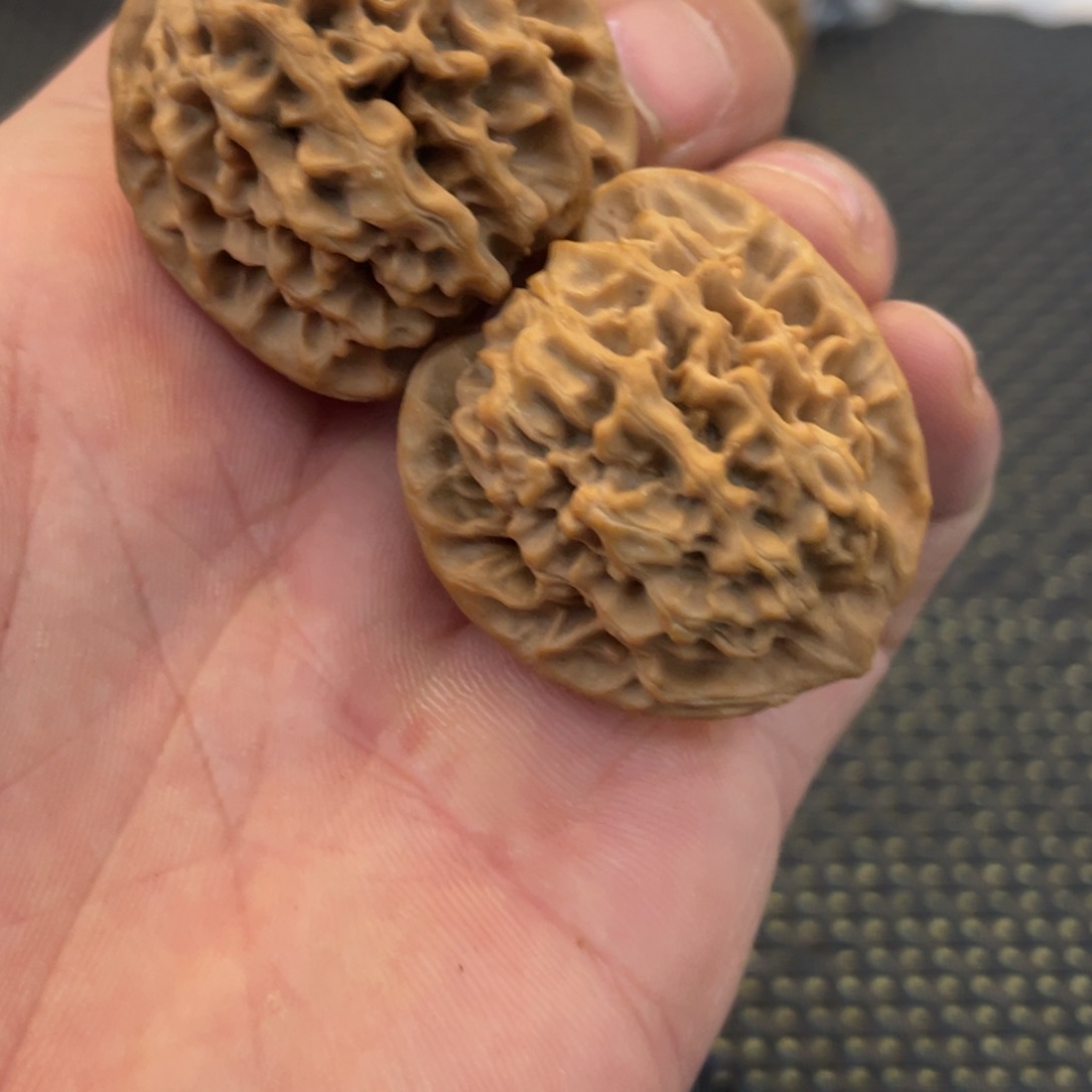 秦岭小王核桃啊啊