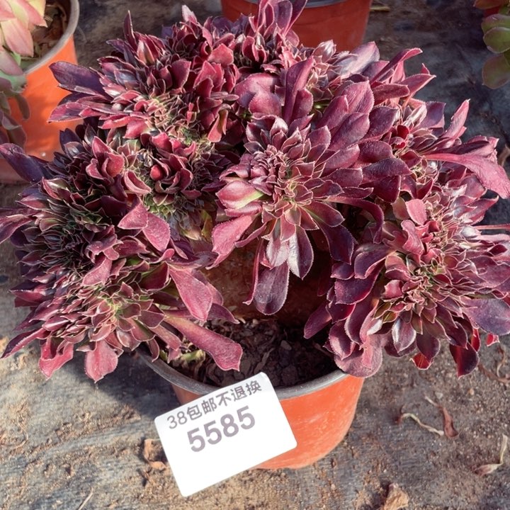 5585，多肉法师紫羊绒缀不包邮