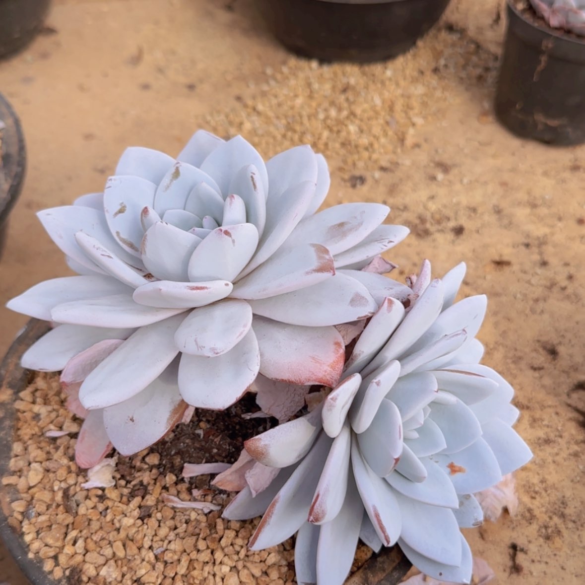 【闪购商品】双头雪莲29.9