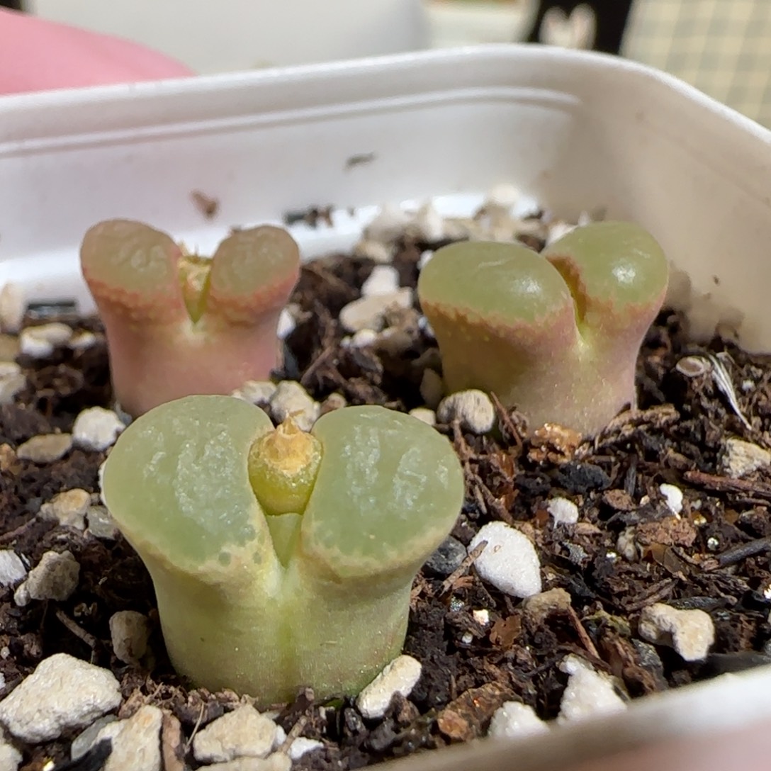 肉锥多肉植物组合-1233一盆