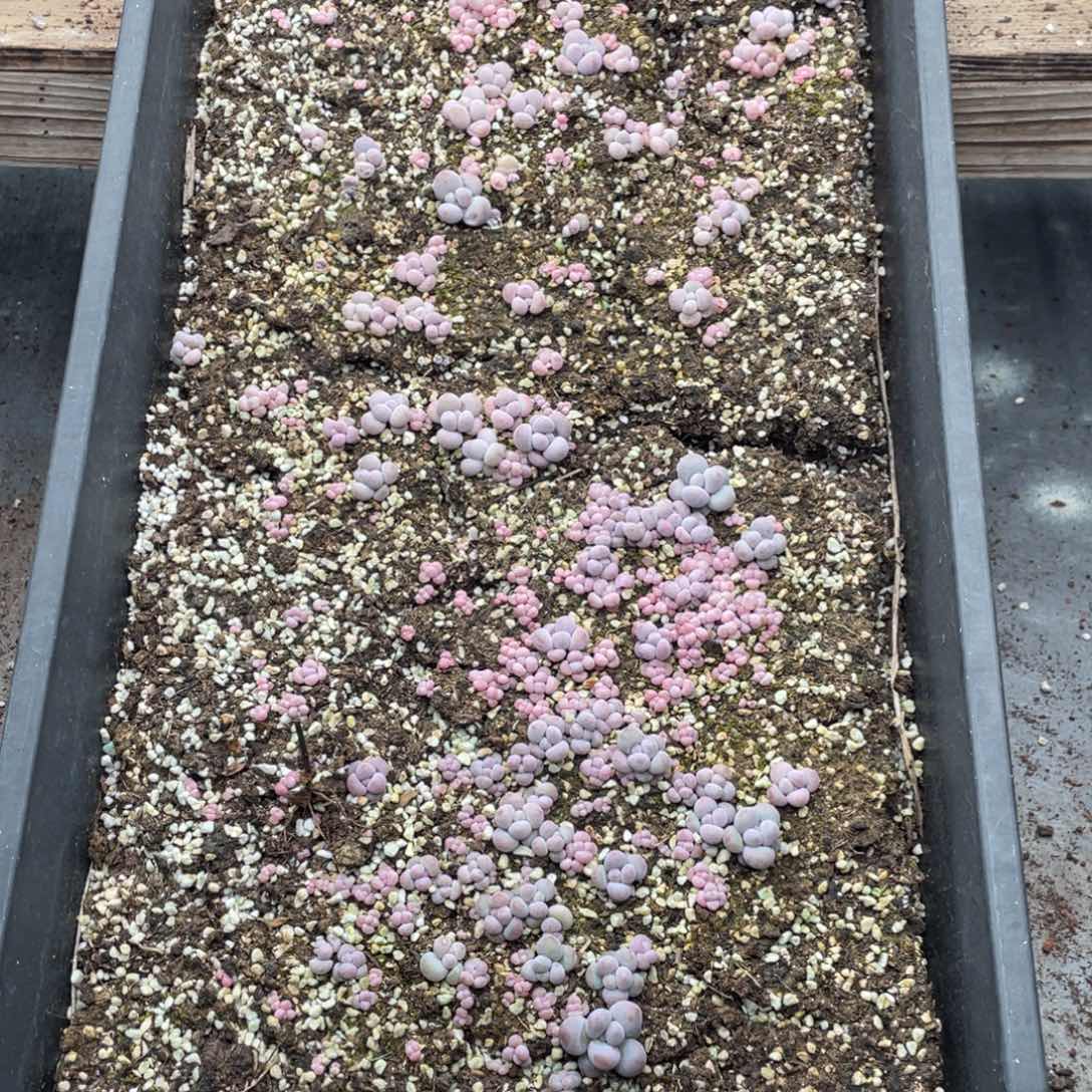 云糖心多肉植物271