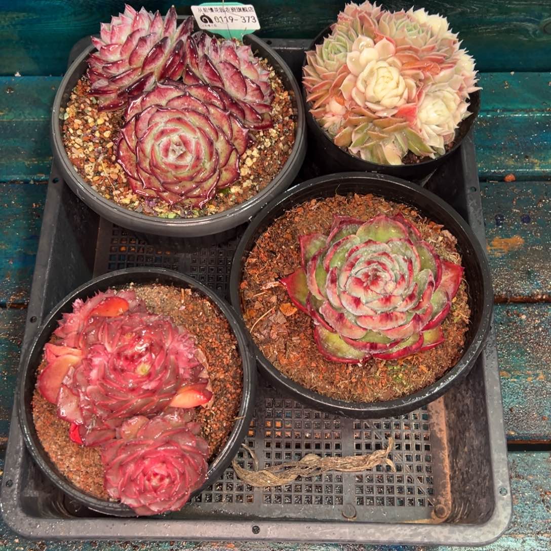 从前慢多肉精选编号0119.373