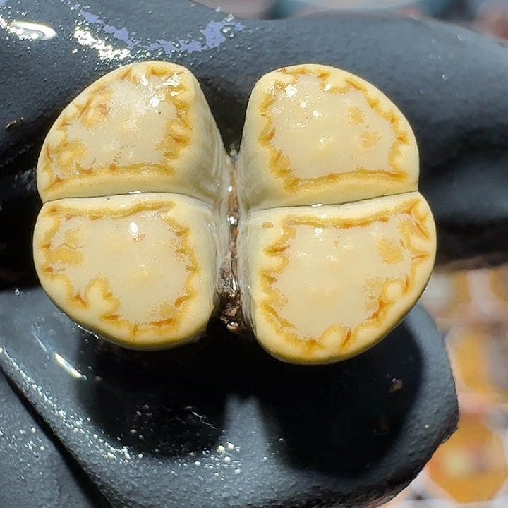 生石花2:：。在。 399号