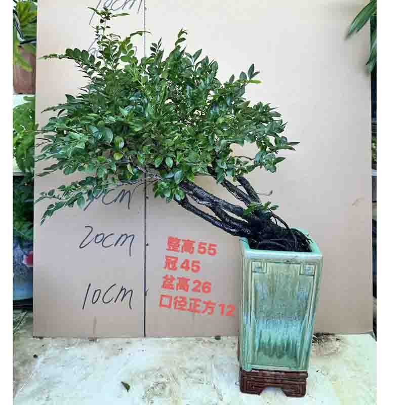 小叶檀香紫檀盆景树桩室内绿植紫檀盆栽四季常青植物黑骨茶黑檀木