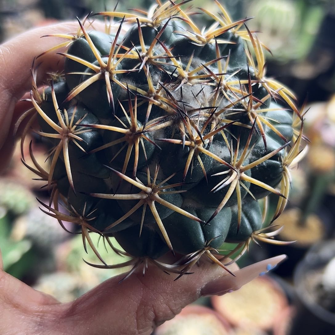 天司象牙仙人球111111111111