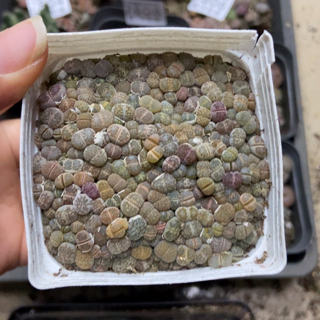 7810一盒七方个头很小