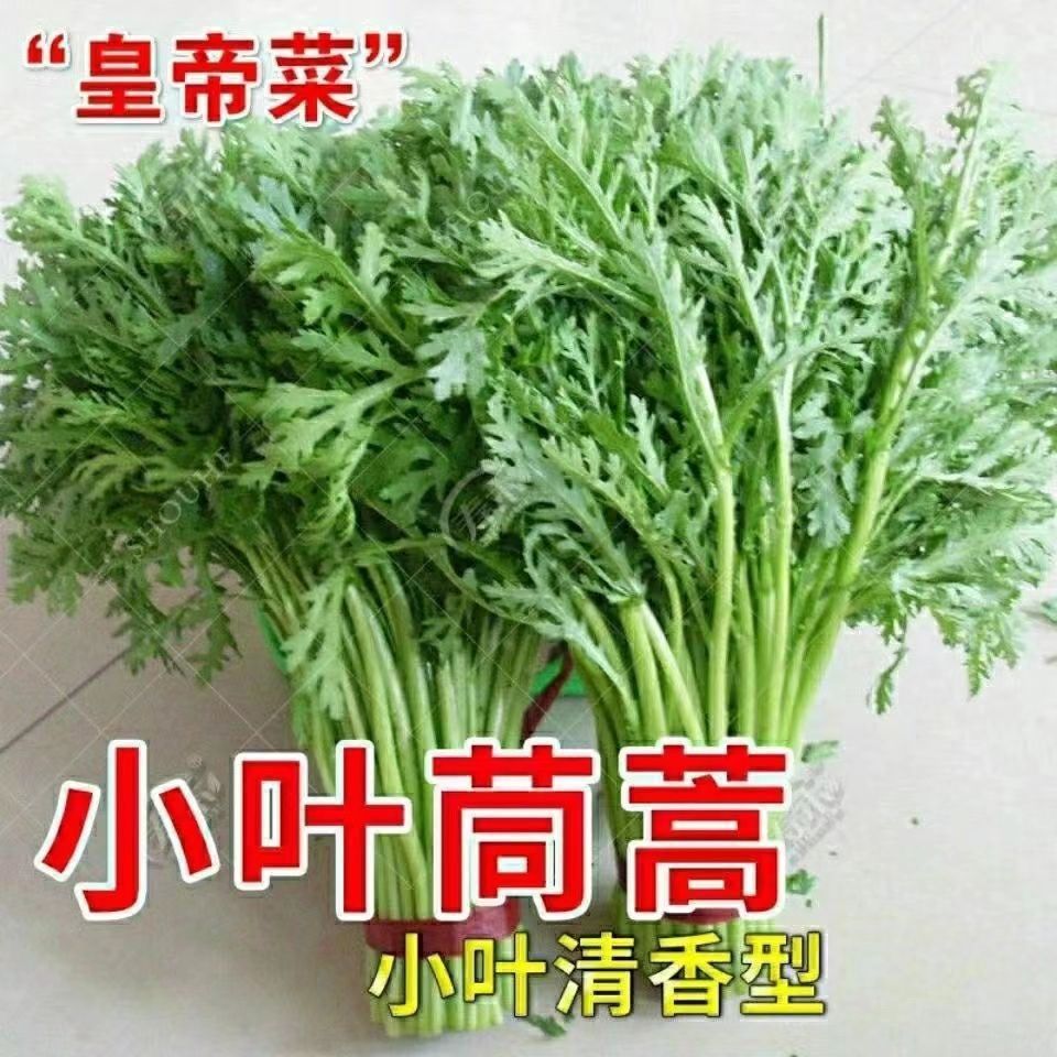 【全店满五包包邮】小叶茼蒿菜种子可反复收割适合阳台庭院盆栽